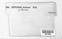 Diplodia lantanae image